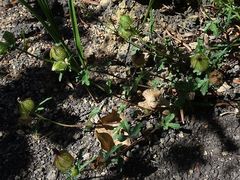 Hibiscus richardsonii