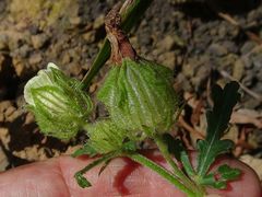 Hibiscus richardsonii