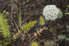 Seseli condensatum