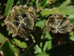 Hibiscus richardsonii