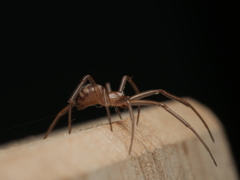 Steatoda grossa