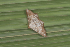 Semiothisa salsa