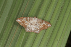 Semiothisa salsa
