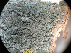 Phaeophyscia nigricans