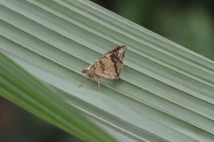 Semiothisa salsa