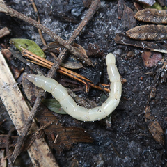 Pelecorhynchidae