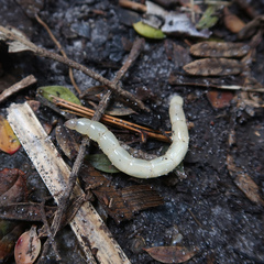 Pelecorhynchidae