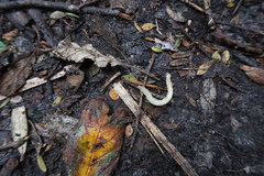 Pelecorhynchidae