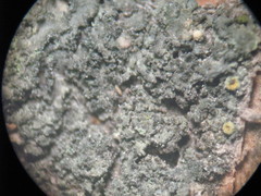 Phaeophyscia nigricans