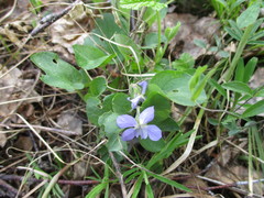 Viola rupestris