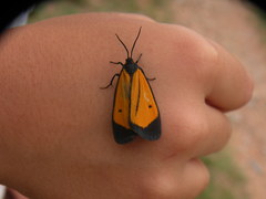 Paratype univitta