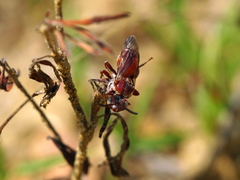 Pasites maculatus