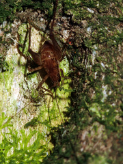 Macropathini