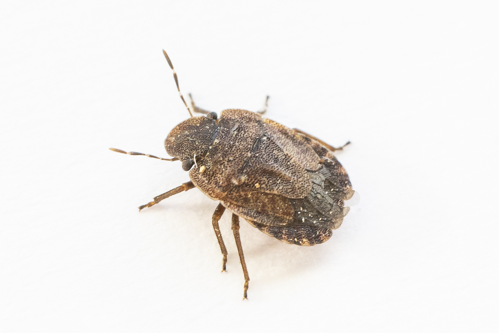 Sciocoris umbrinus