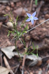 Wahlenbergia ceracea