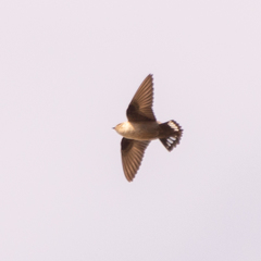 Ptyonoprogne rupestris