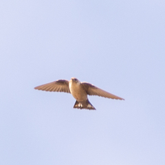 Ptyonoprogne rupestris