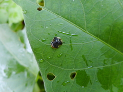 Microctenochira stigmatica