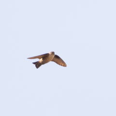 Ptyonoprogne rupestris