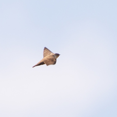 Ptyonoprogne rupestris