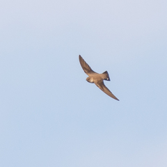 Ptyonoprogne rupestris