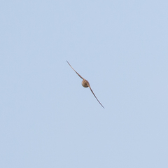 Ptyonoprogne rupestris