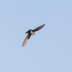 Ptyonoprogne rupestris