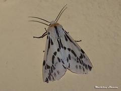 Lemyra stigmata
