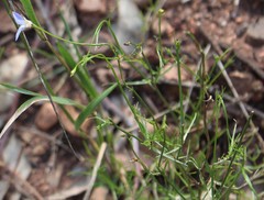 Wahlenbergia ceracea
