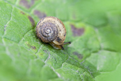 Fruticicola fruticum