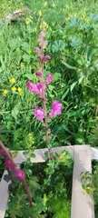 Antirrhinum majus