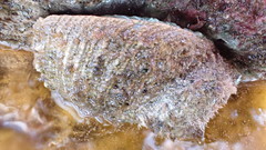 Haliotis cyclobates