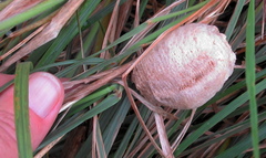 Tenodera superstitiosa