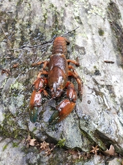 Euastacus yanga