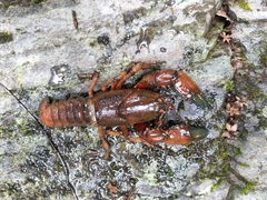 Euastacus yanga