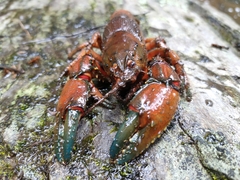 Euastacus yanga