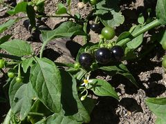 Solanum nodiflorum nutans