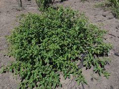 Solanum nodiflorum nutans