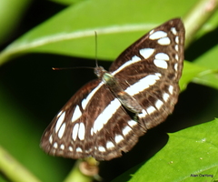 Phaedyma columella singa
