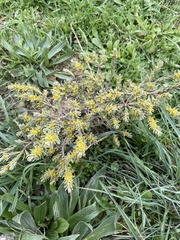 Thymelaea tinctoria