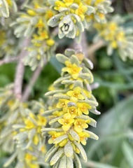 Thymelaea tinctoria
