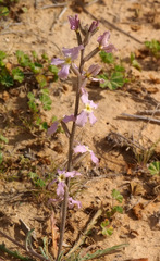 Matthiola longipetala livida