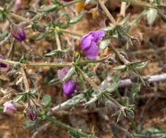 Fagonia glutinosa