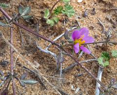 Fagonia glutinosa