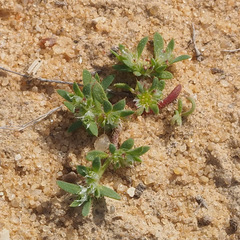 Paronychia arabica
