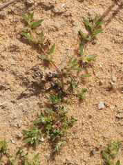 Paronychia arabica