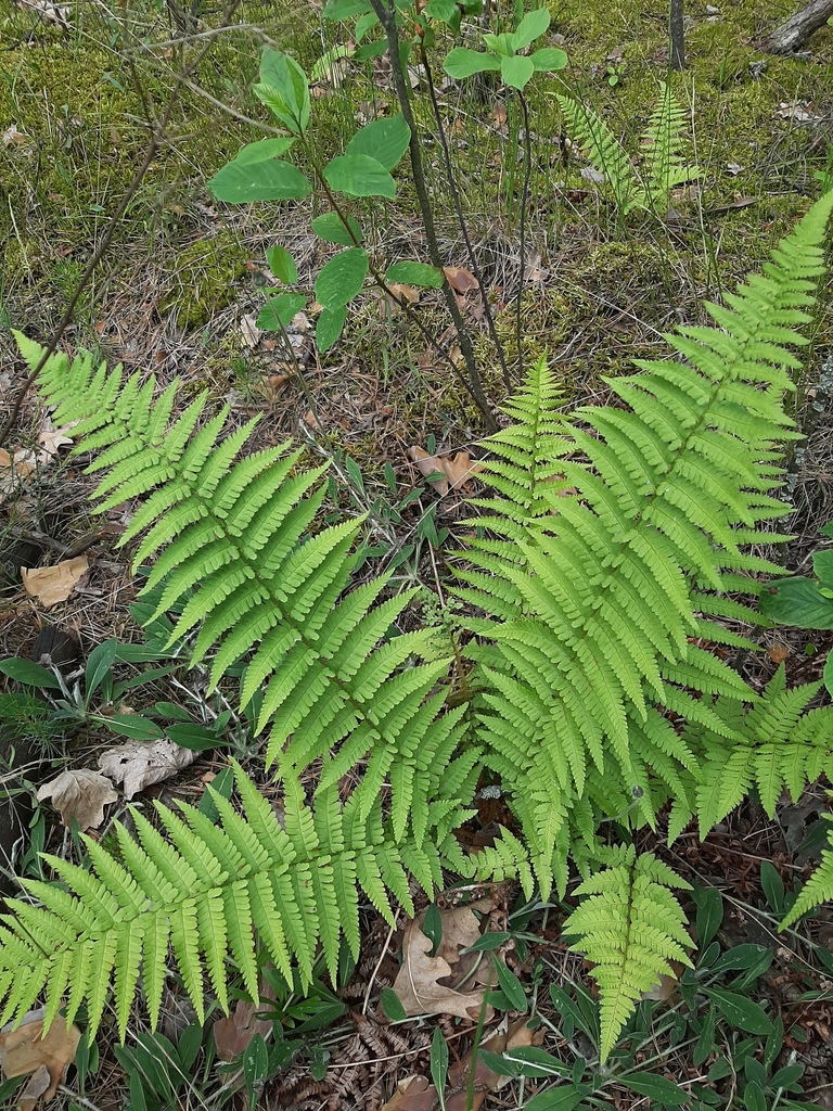 Male fern