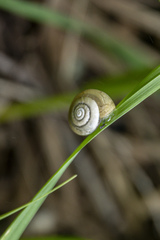 Fruticicola fruticum