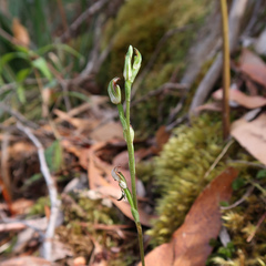Pterostylis atriola