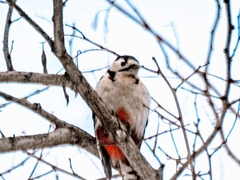 Dendrocopos major japonicus